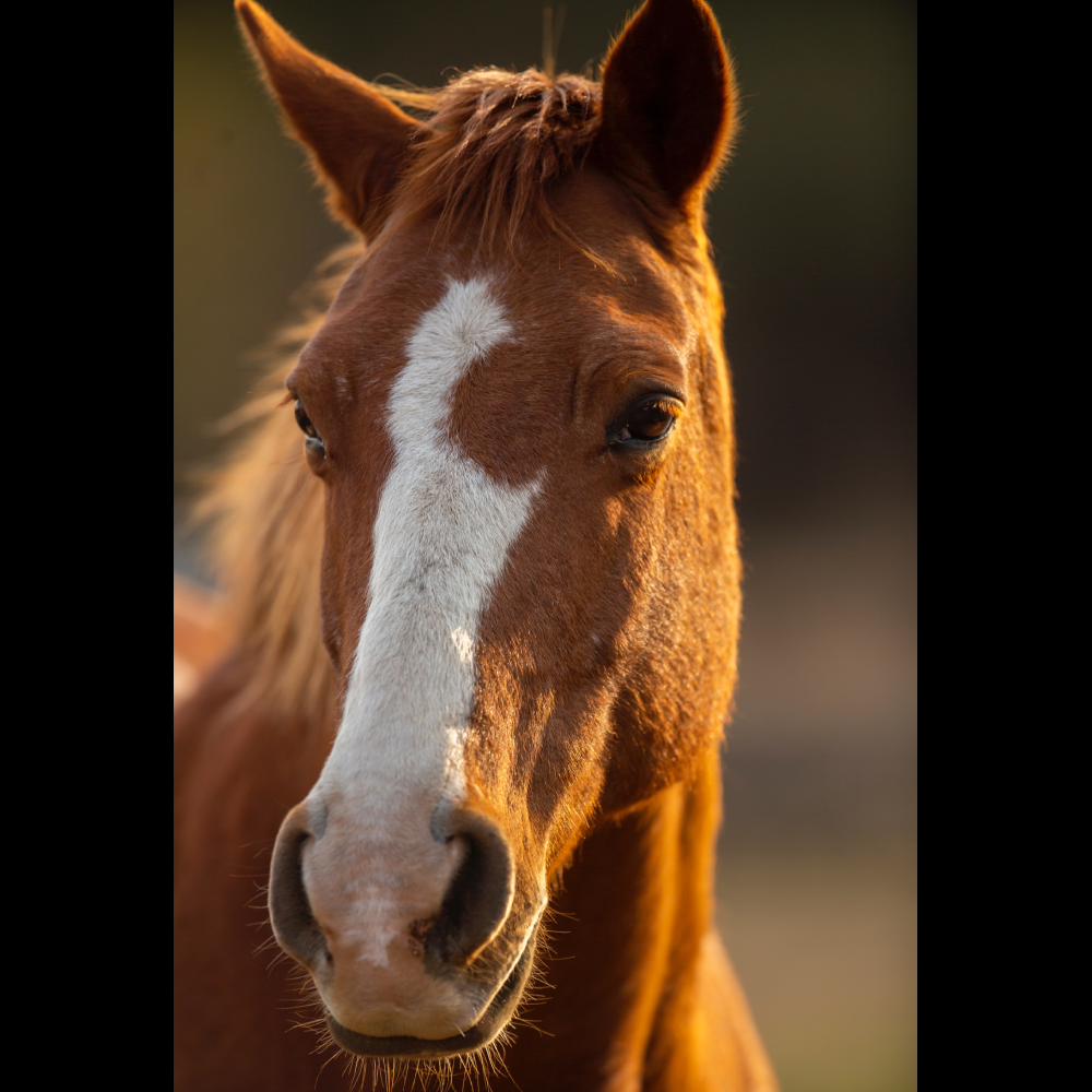 Equine & All Animal Healing Sessions