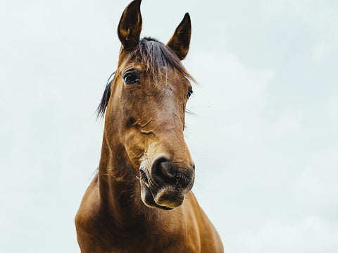 Equine & All Animal Healing Sessions